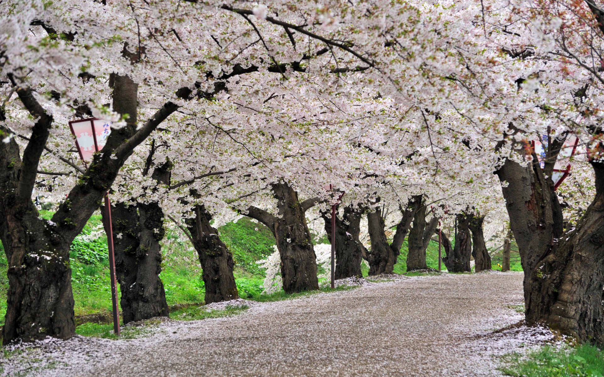 giappone parco hirosaki sakura fiori di ciliegio primavera parco hirosaki fiori di ciliegio primavera