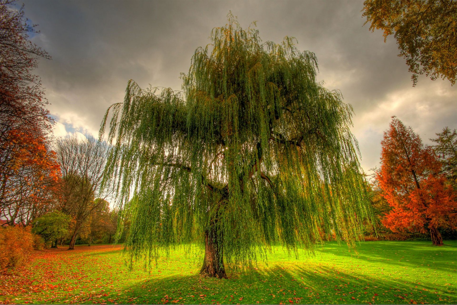 nature autumn park willow