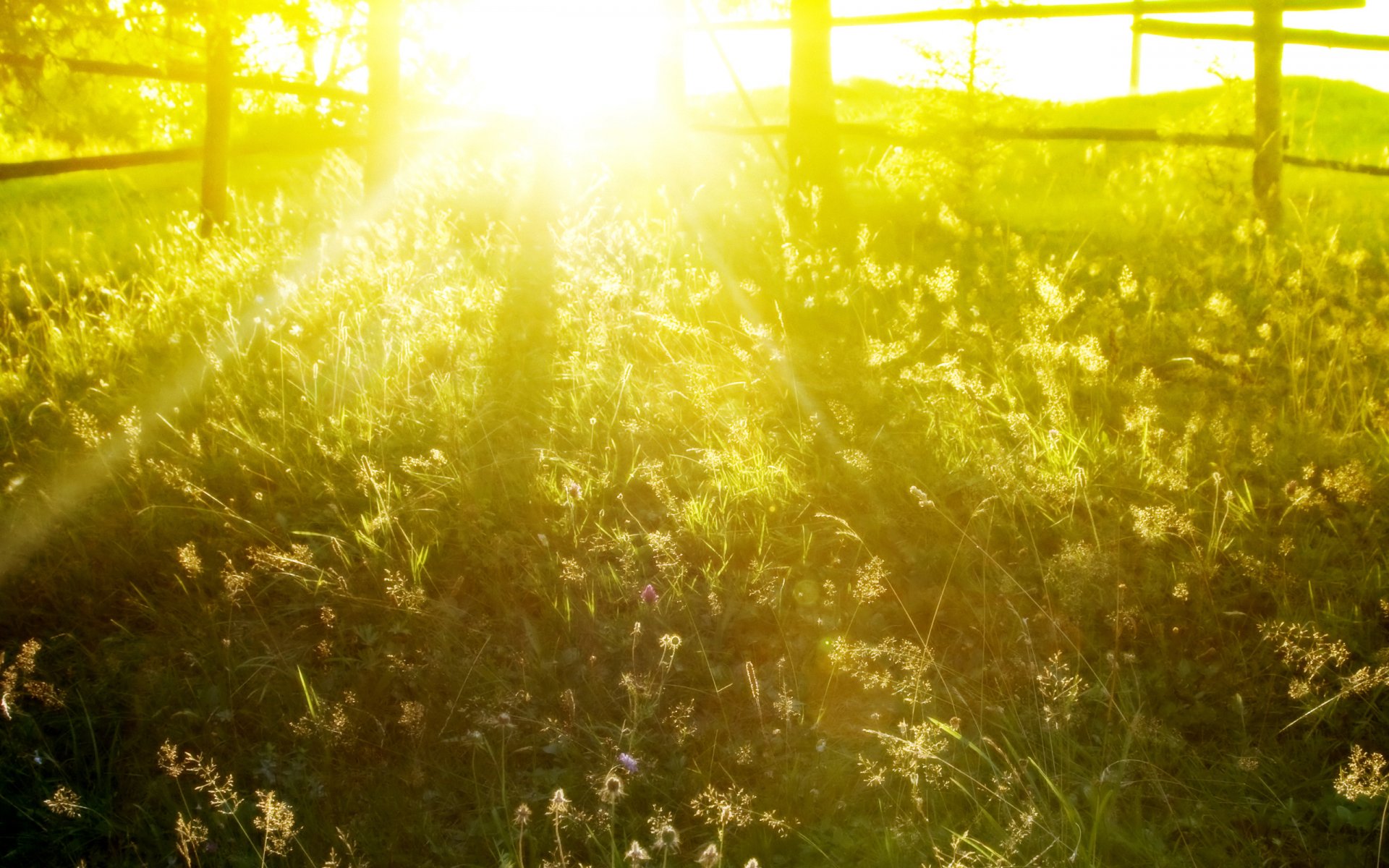 beautiful nature grass fences morning sun light rays summer