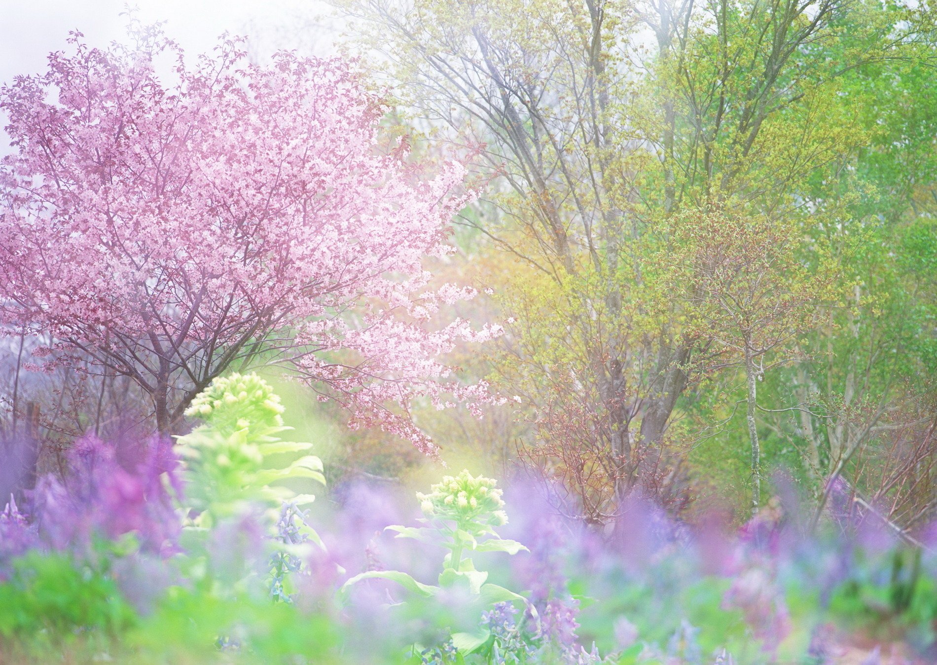 frühling blüte bäume kirschen grüns frische