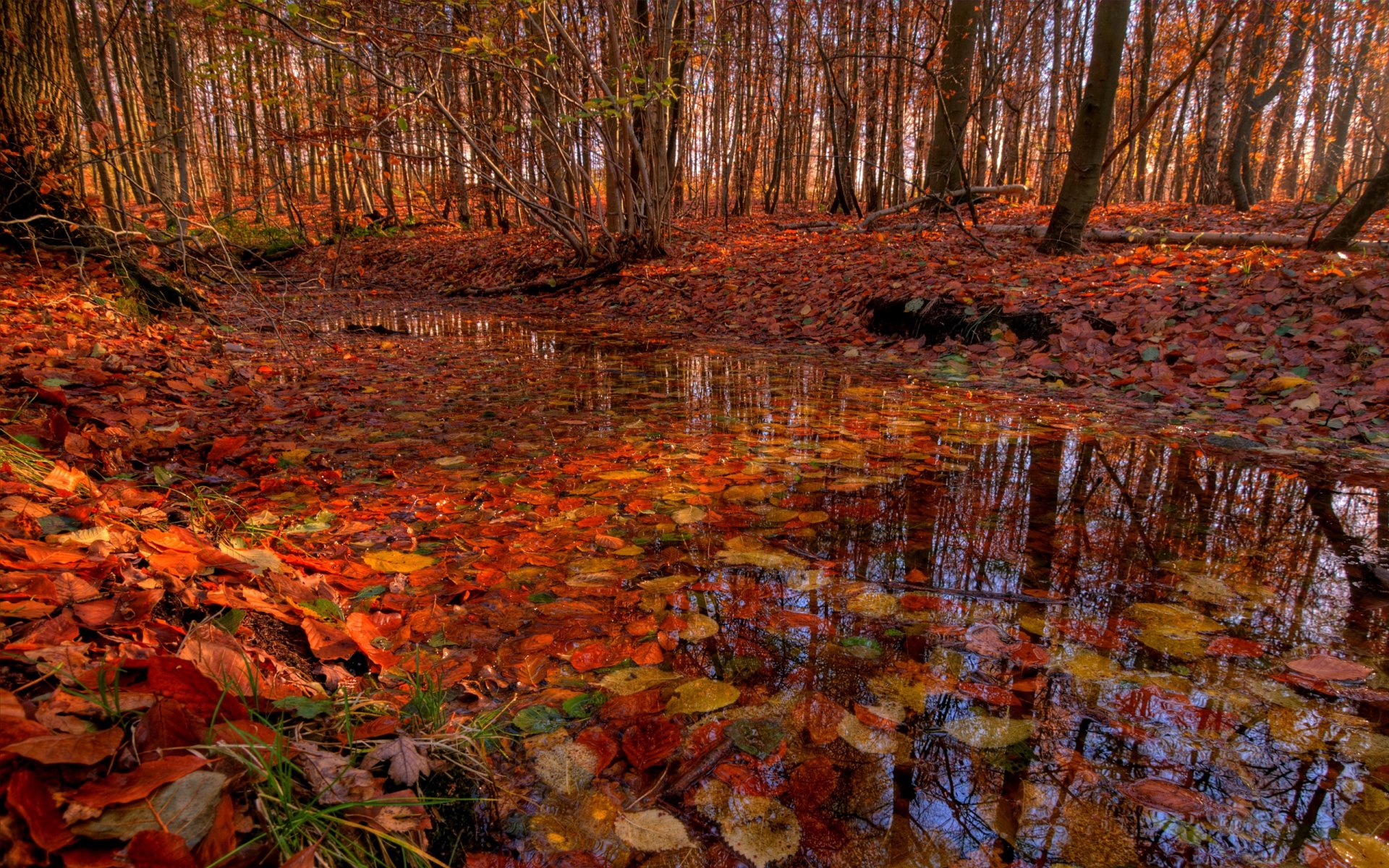 bosque árboles río arroyo follaje otoño