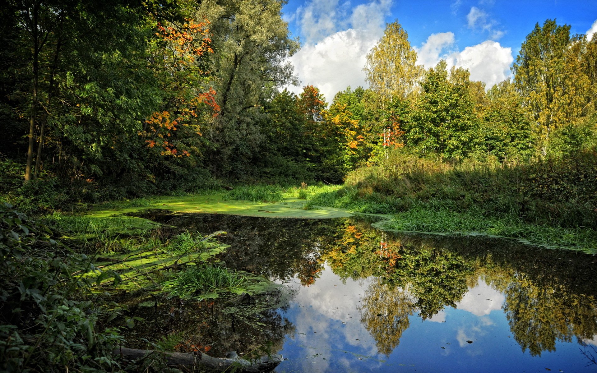 lato niebo bagno drzewa