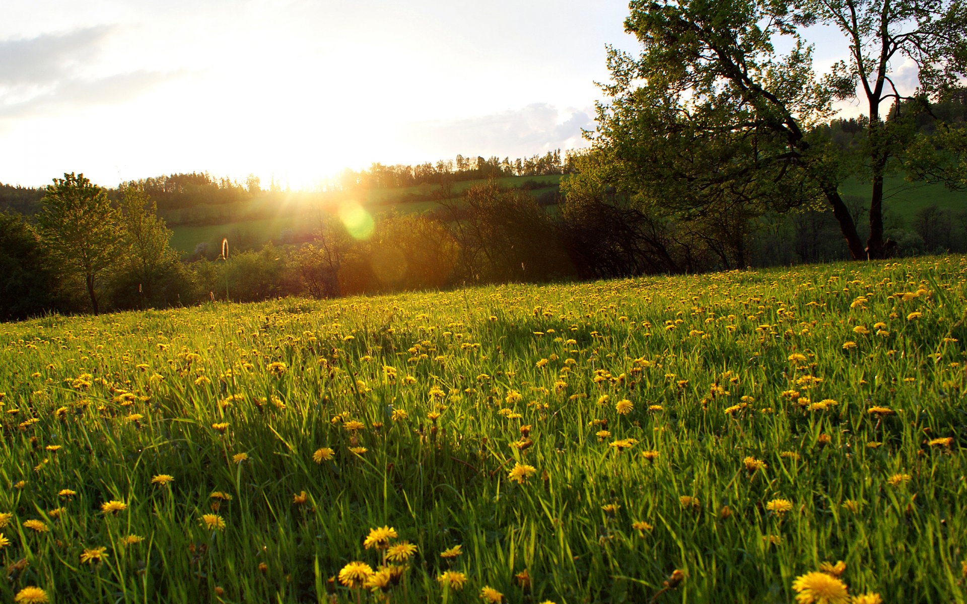 lichtung gras löwenzahn blumen wald bäume sonne strahlen blendung