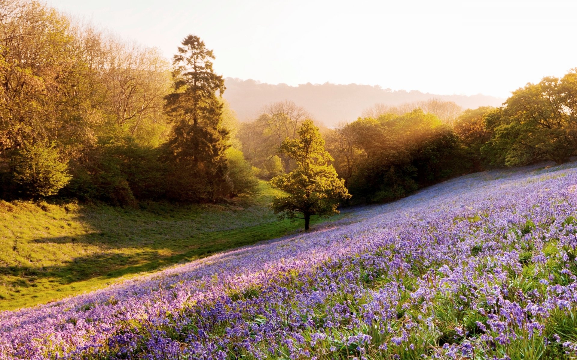 natur pflanzen bäume lichtung blumen sonne strahlen licht hintergrund tapete