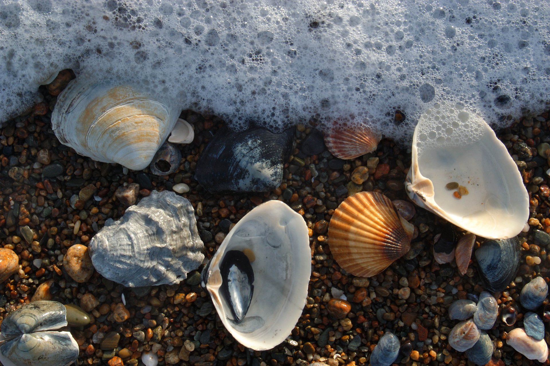 mare schiuma ciottoli conchiglie