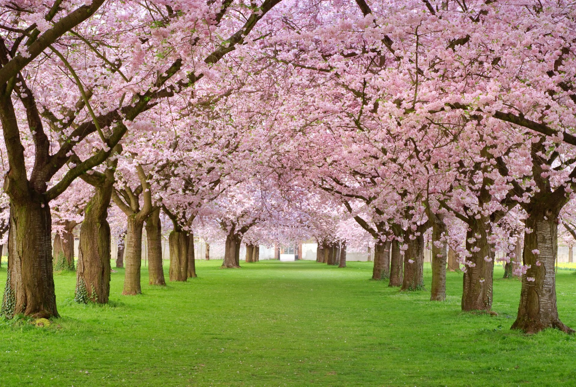 pring blossom spring tree bloom petals pink alley beauty