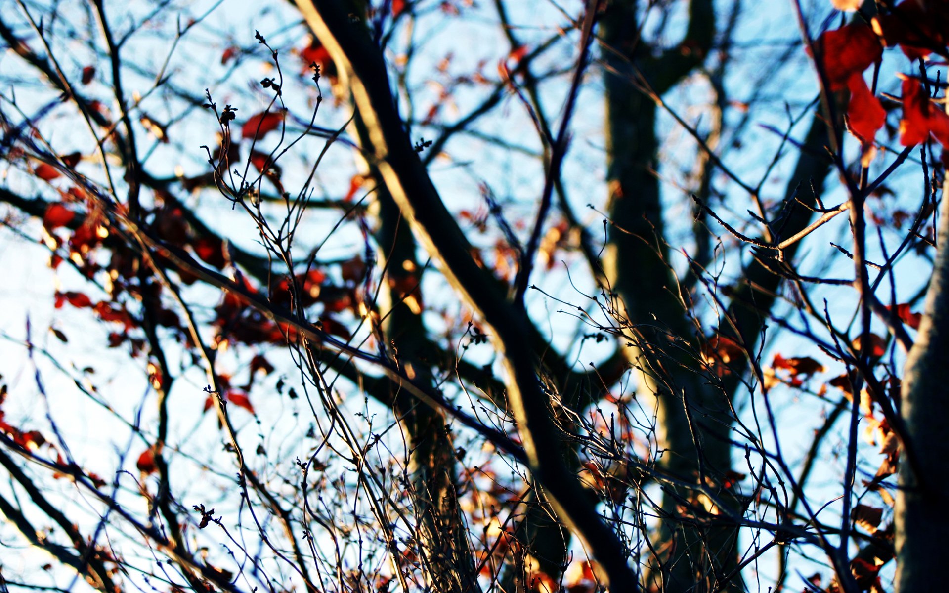 otoño árbol cielo últimas hojas ramas día soleado