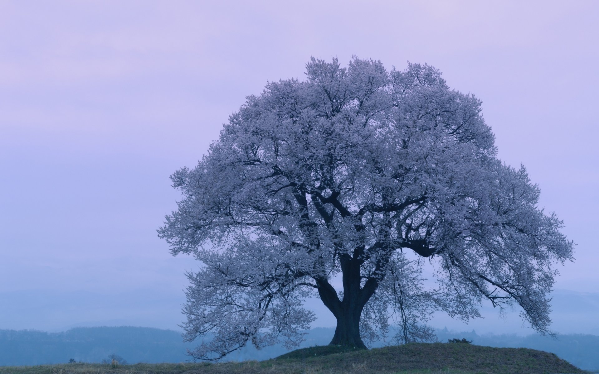 japonia sakura kwiat wiśni wiosna wieczór kwiat wiśni wiosna