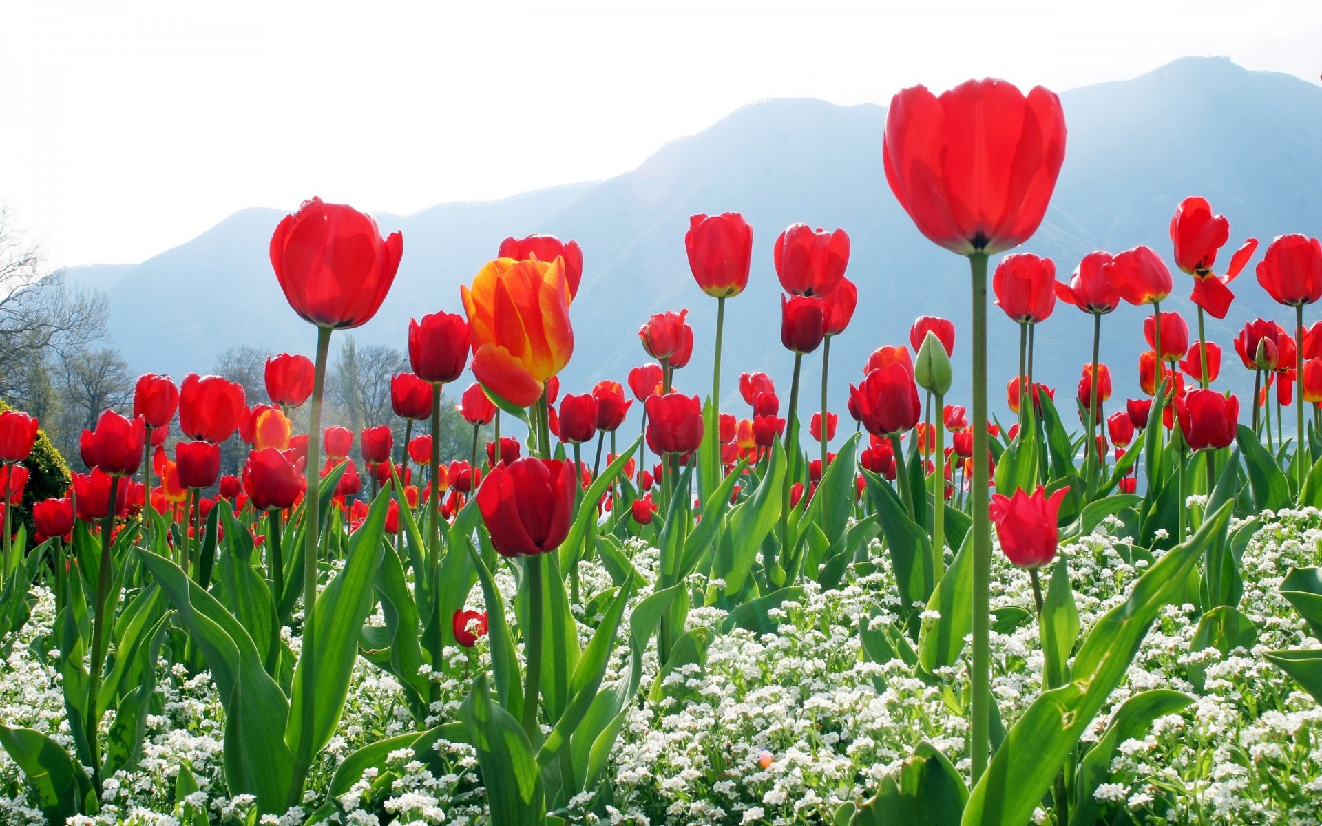 tulipanes plantación montañas