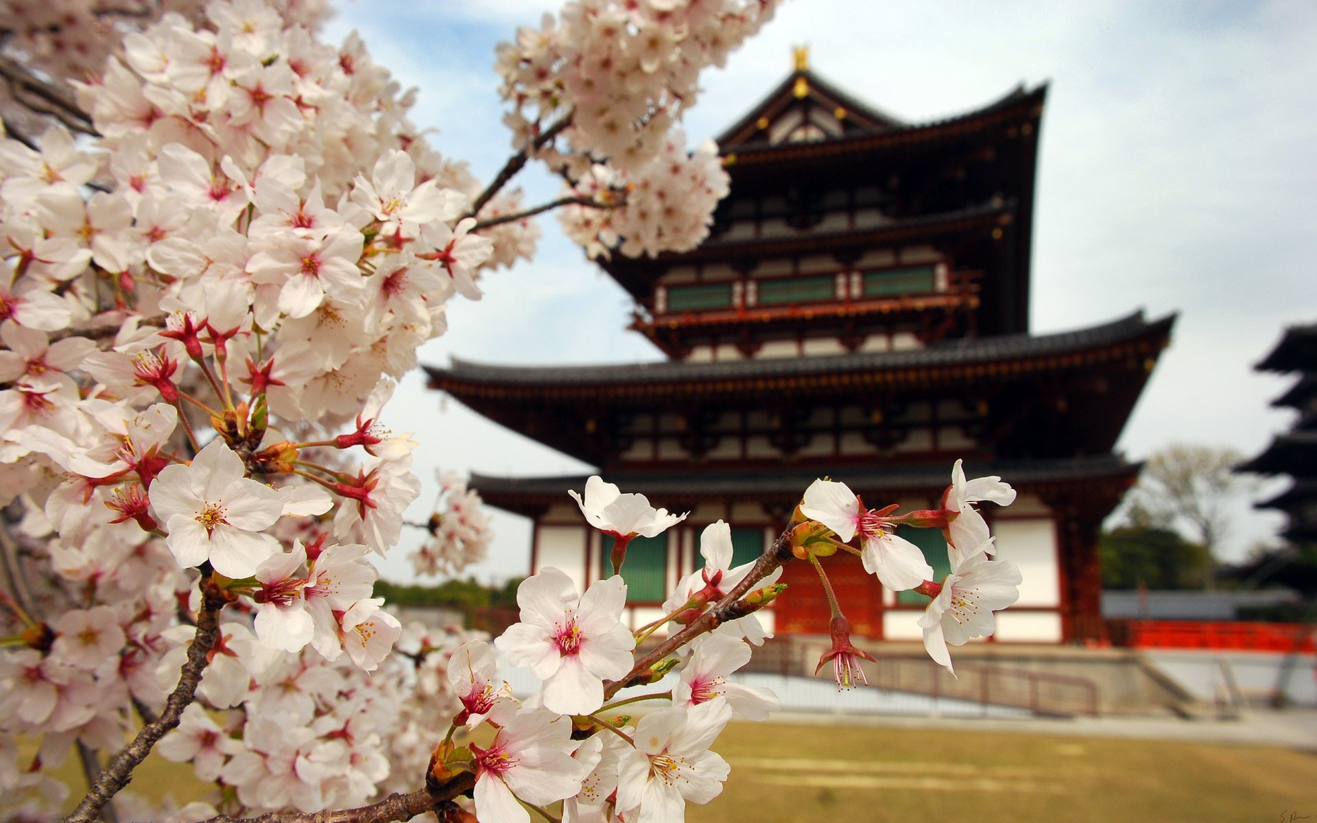 akura flower petals branch japan weather house nature