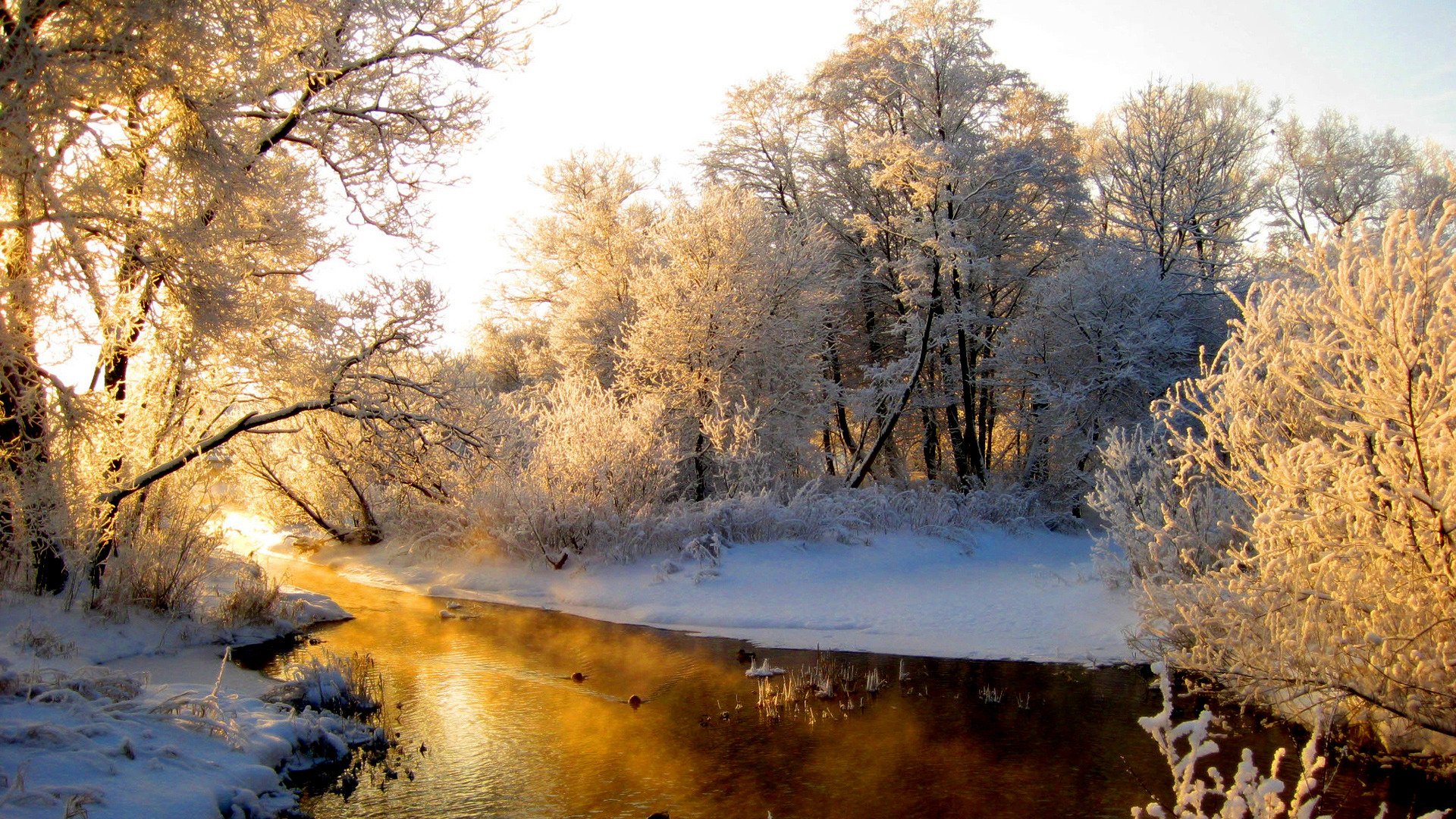 nieve invierno árboles en escarcha bosque sol río