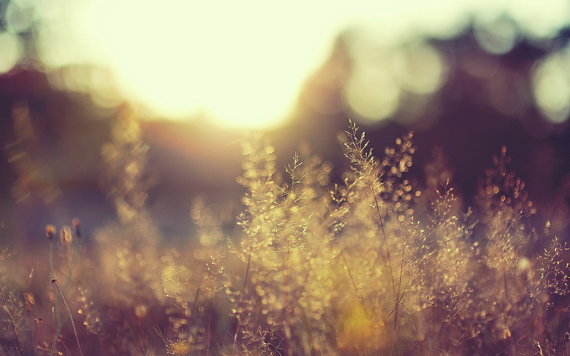 nature plantes champ lumière jour soleil