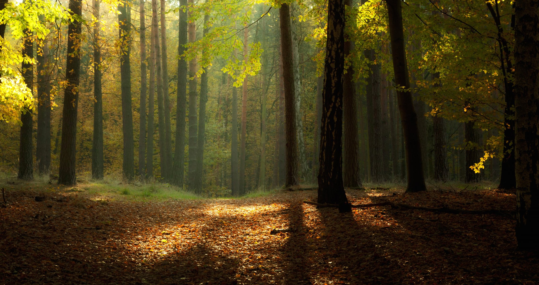 nature automne forêt feuillage