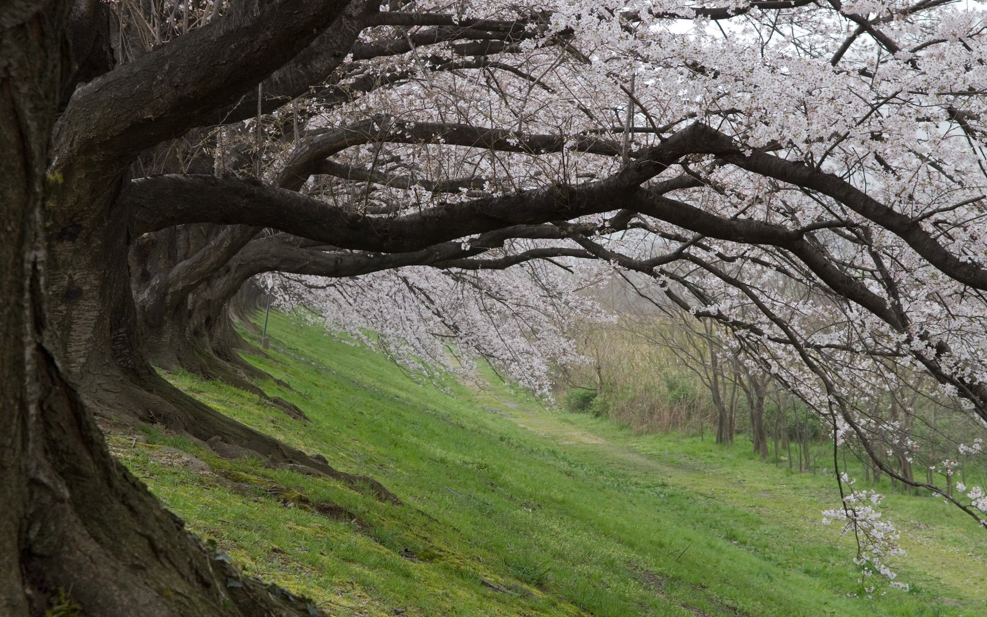 giappone sakura cherry blossom primavera cherry blossom primavera