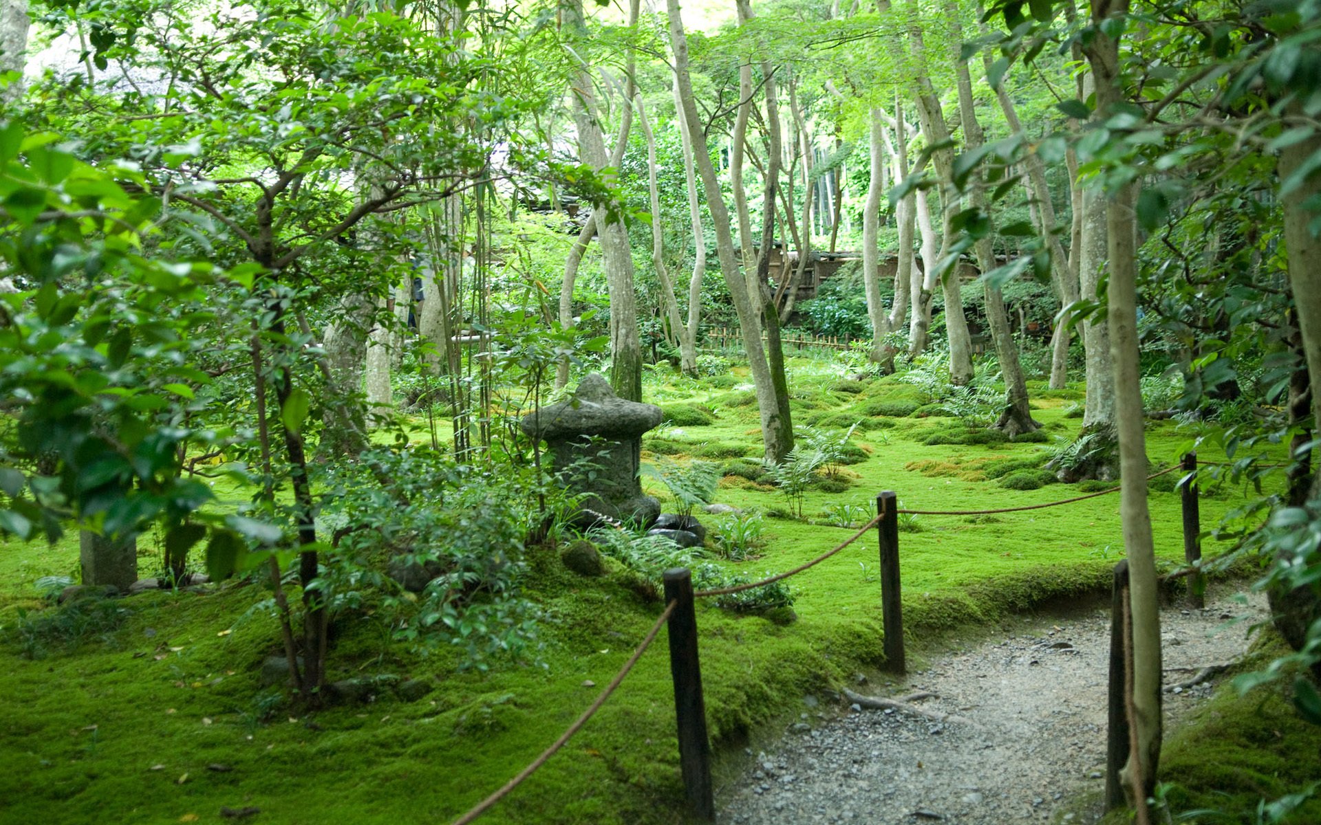 japon jardin sentier été arbres