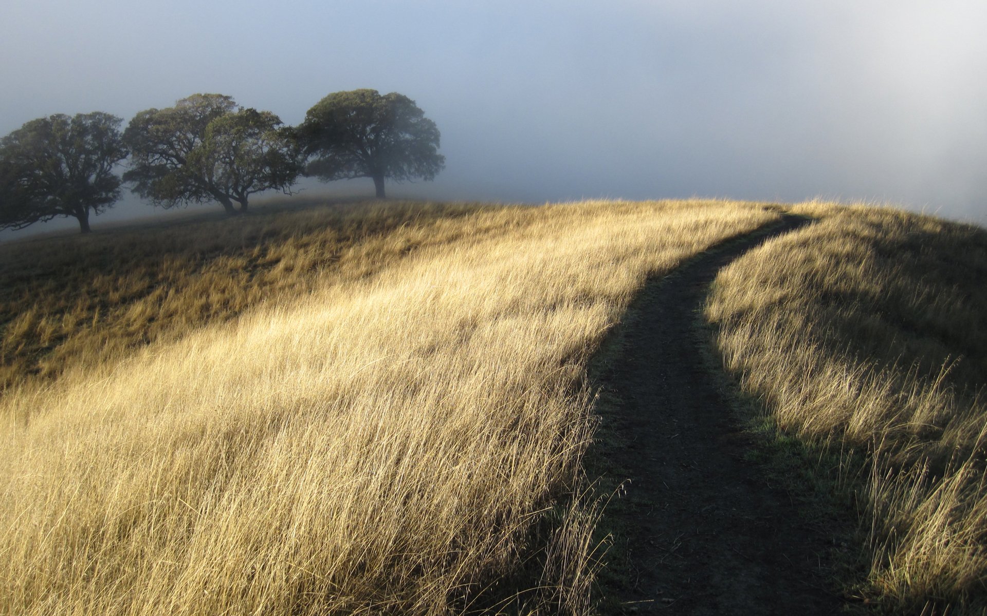 hill path dry grass tree fog