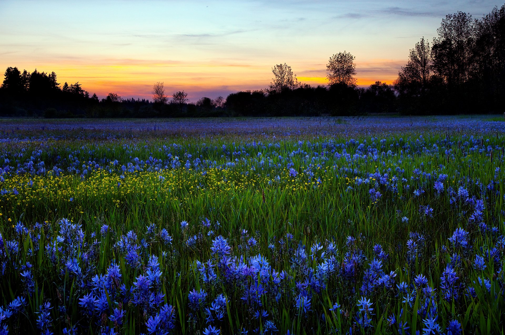 naturaleza campo flores rocío mañana