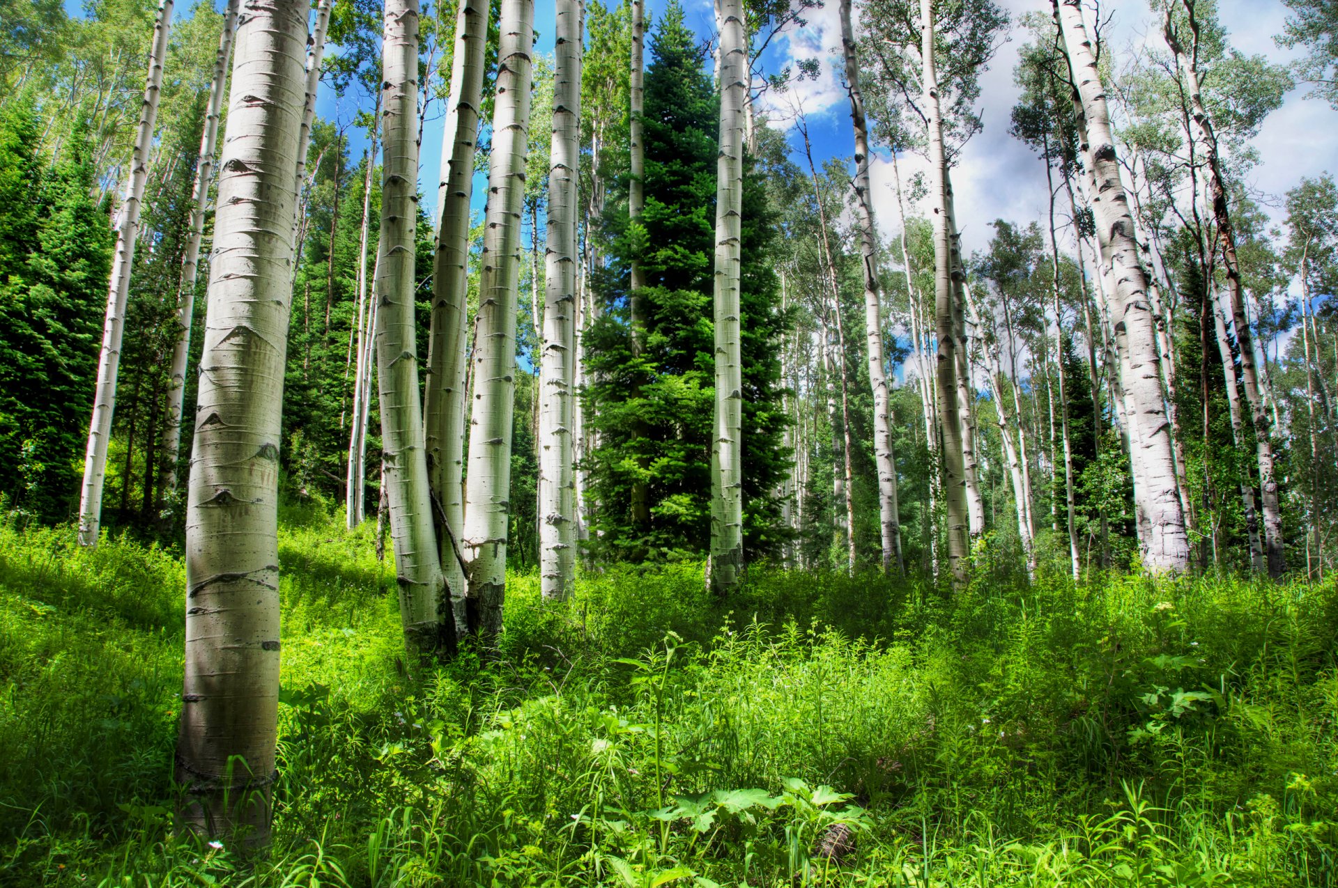 natura russia foresta brezy abete rosso cielo erba