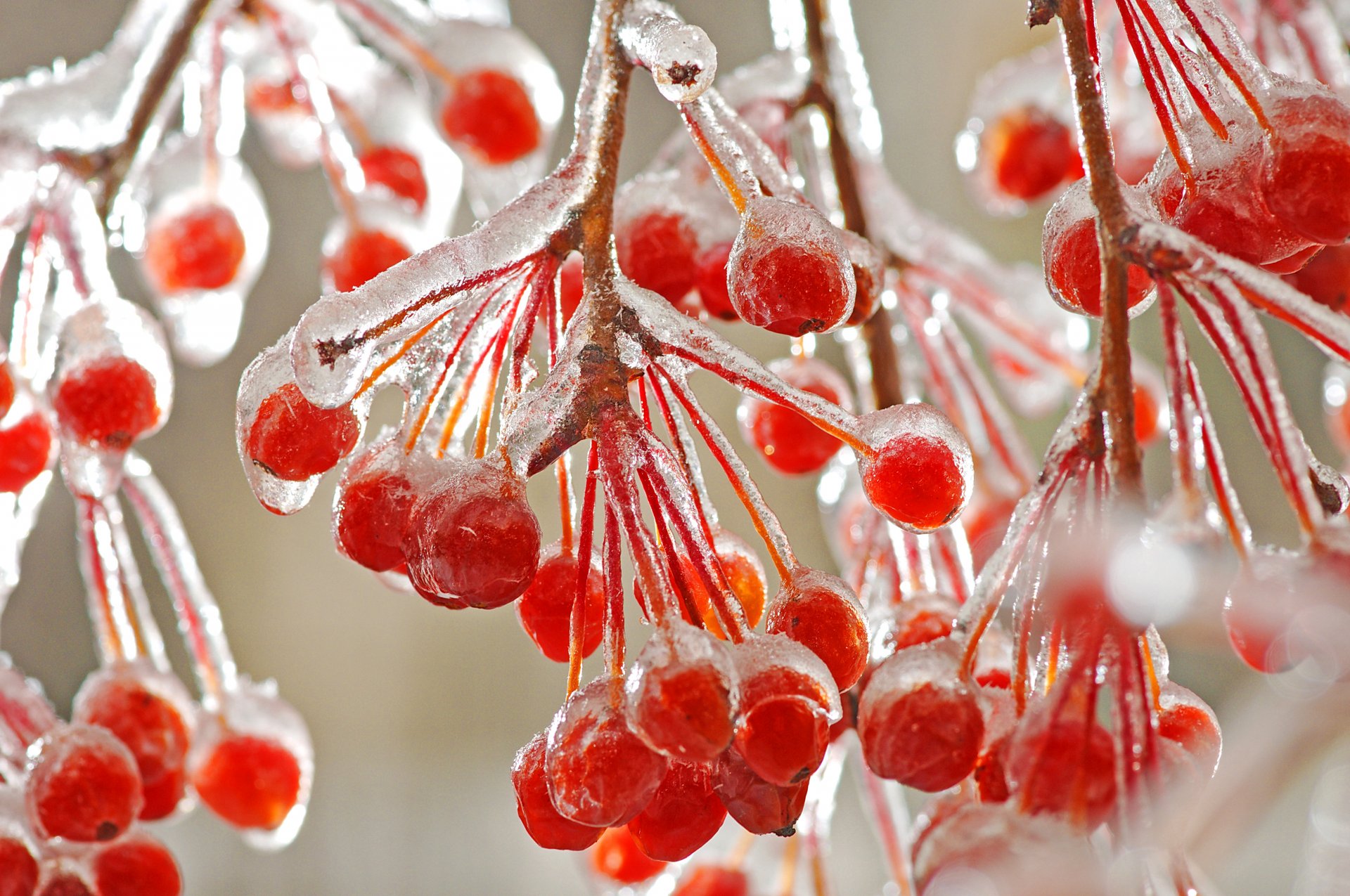 close up branches red berries frost cool winter