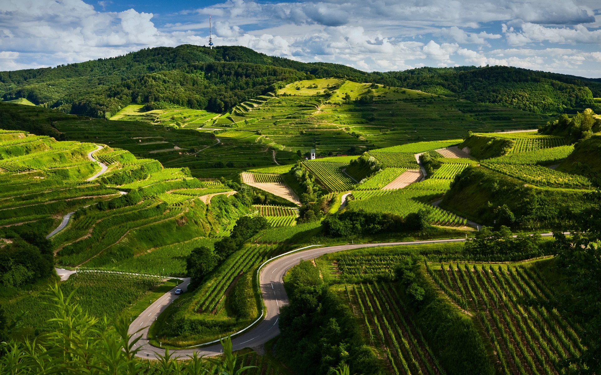 nature landscape vineyards road of the field view