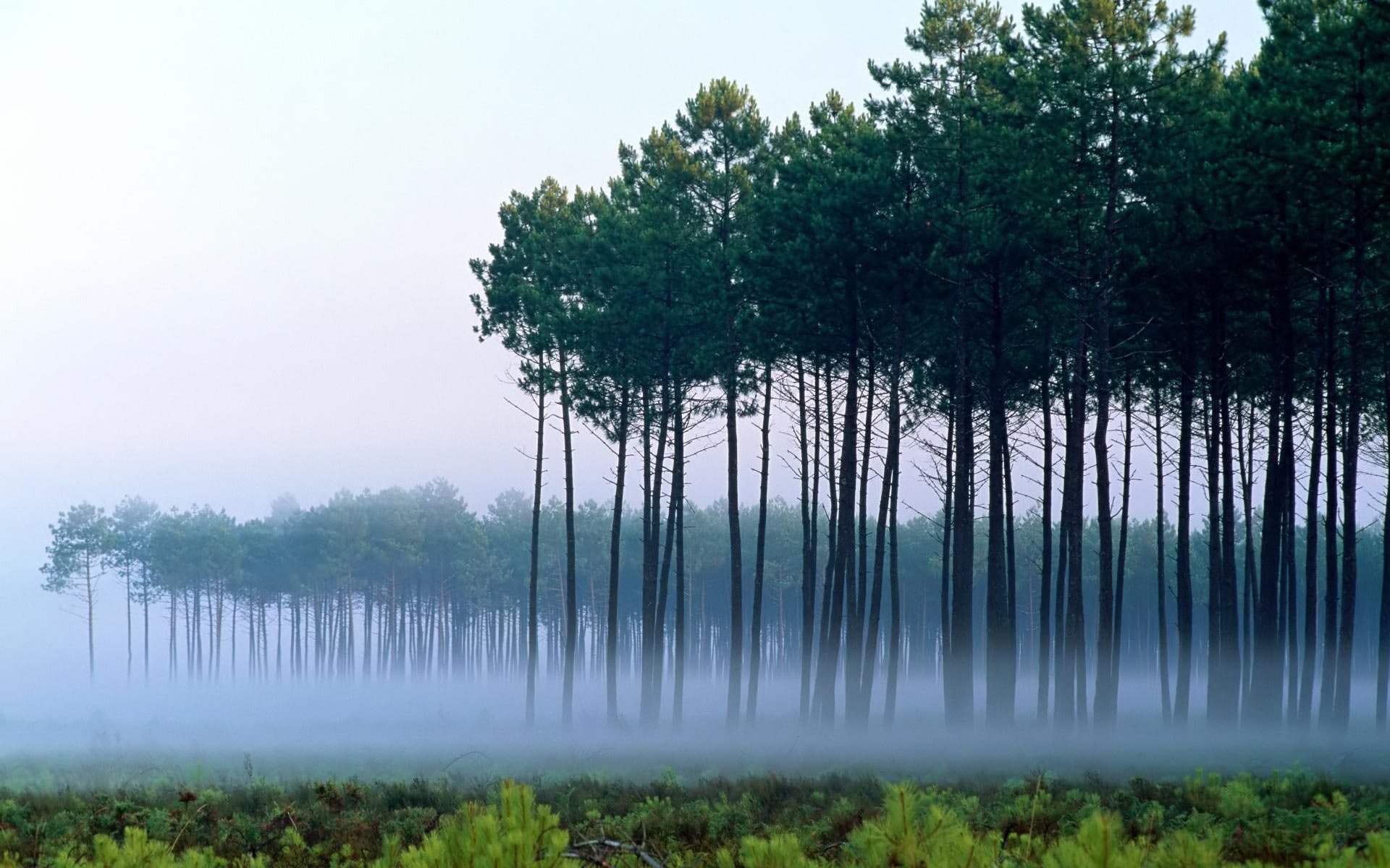 pins arbres brouillard aube paysage