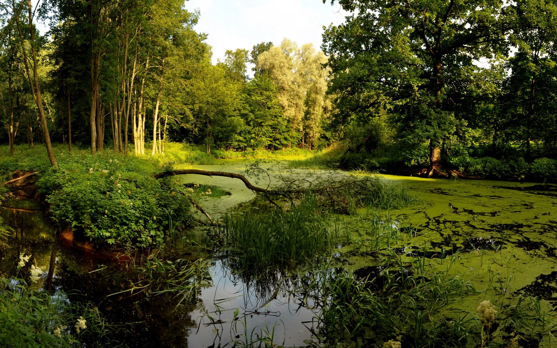 bosque árboles pantano