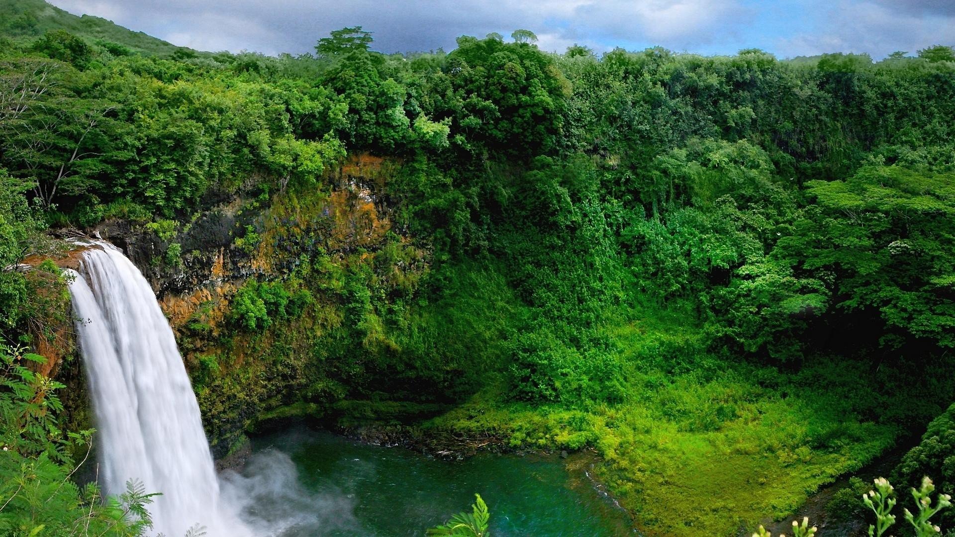 nature forest tree plants waterfall