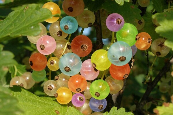 Ungewöhnliche farbige Johannisbeeren