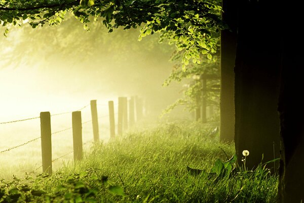 Nebbia nella foresta del mattino. Dente di leone in fiore