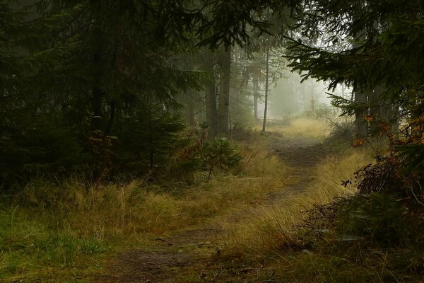 A path in the fog in the autumn forest