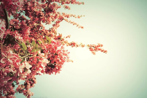 Árbol en flor contra el cielo