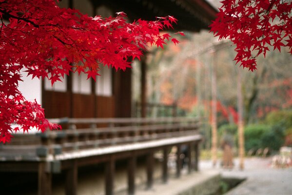 Traditional Japanese landscape in autumn colors