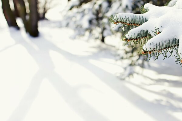 Nature d hiver dans la forêt d épinettes