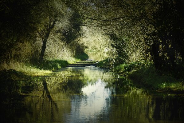 Arbres à l ombre sur la rivière