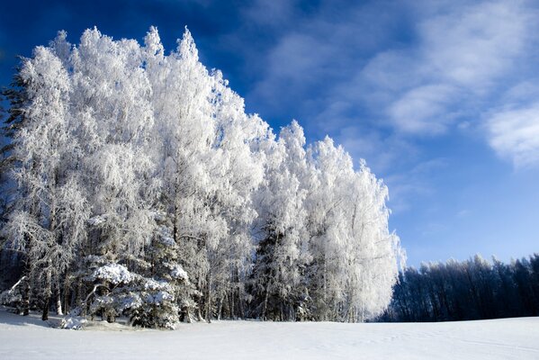 Frost on the trees in the forest