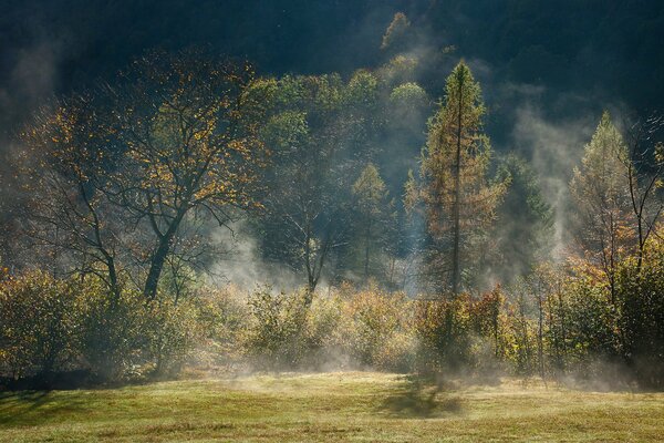 Forest view with trees in the fog