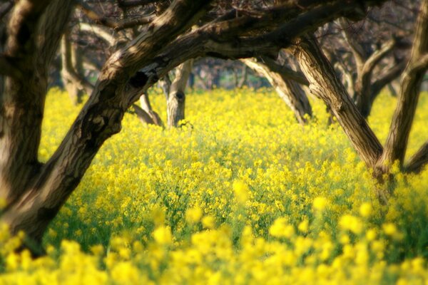 Die Schönheit der Natur der Frühlingsfarbe