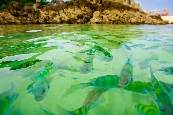 Grün gestreifte Fische in klarem Wasser