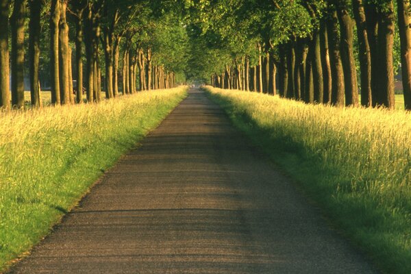 Der Weg in die Talallee mit Bäumen geht in die Ferne