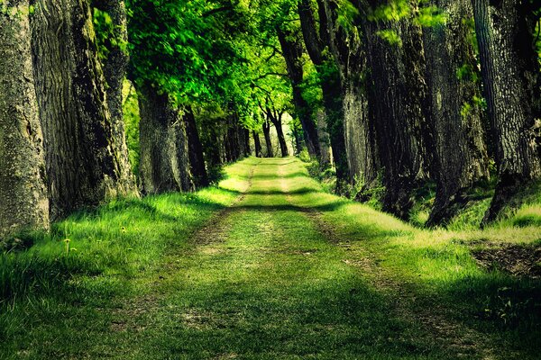 A road in the forest, with dense trees