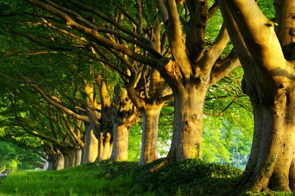 Allée des arbres verts puissants