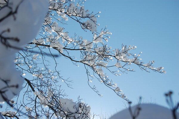 Branches under the snow peek out on a winter day