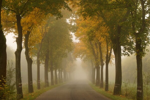 Vicolo nebbioso autunnale nel parco