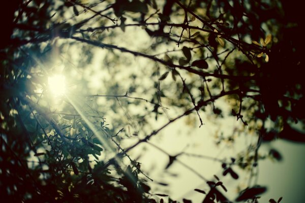 Rayons du soleil à travers les branches et le feuillage d un arbre