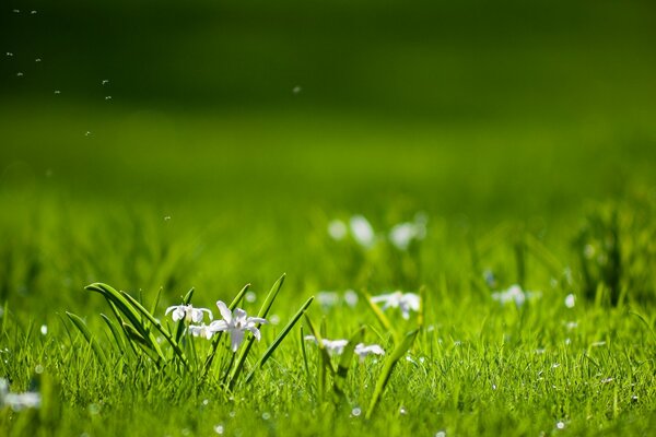 White flowers on a green lawn