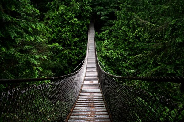 Wet bridge among the green forest