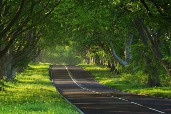 Striscia di strada asfaltata che corre tra il verde degli alberi possenti