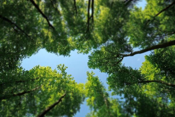 BLAUER HIMMEL MIT BAUMKRONEN