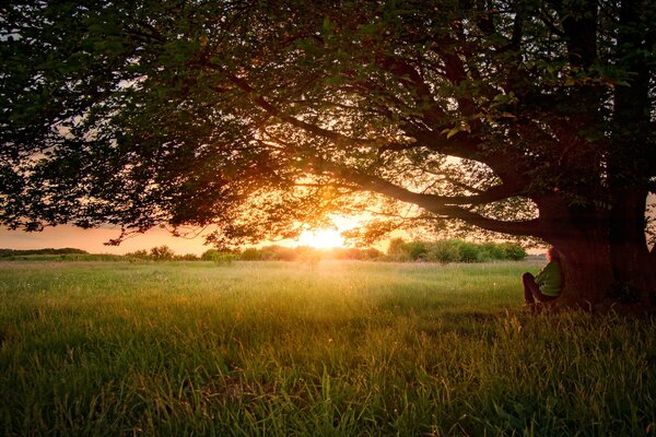 Mädchen unter einem riesigen Baum im Hintergrund des Sonnenuntergangs