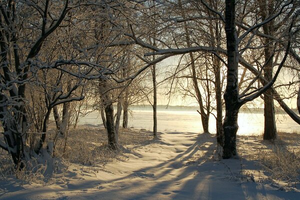 Invierno nevado en el bosque en la nieve árboles